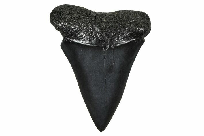 Fossil Broad-Toothed Mako Tooth - South Carolina #374793